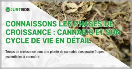 Connaissons les phases de croissance : cannabis et son cycle de vie en détail