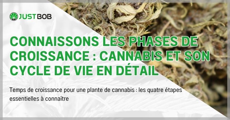 Connaissons les phases de croissance : cannabis et son cycle de vie en détail