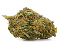 lemon cheese small fleurs cbd