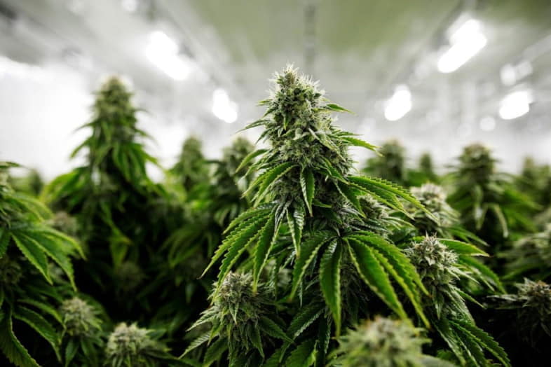 Certains facteurs garantissent un bon rendement de la plante de cannabis.