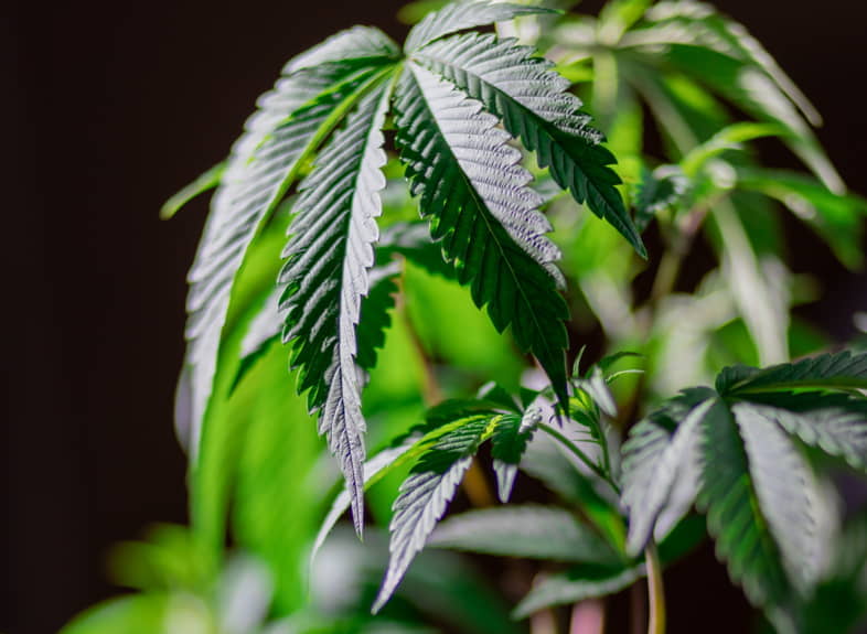 Le cannabis léger n'affecte pas le psychisme