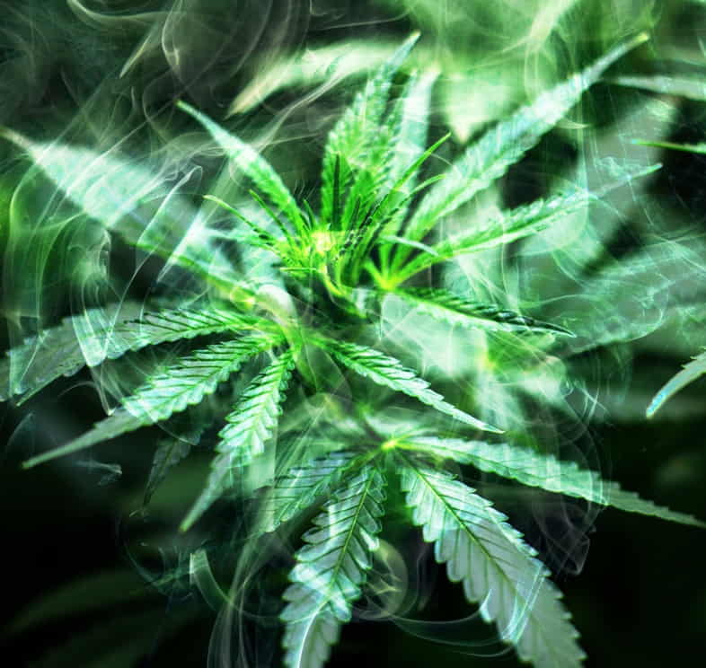 Le cannabis peut-il être considéré comme hallucinogène ?