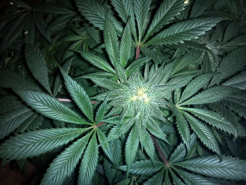 Marijuana appartenant à la famille des Cannabaceae