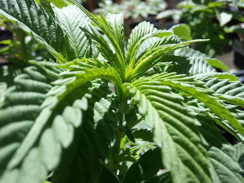 Plante de cannabis légale