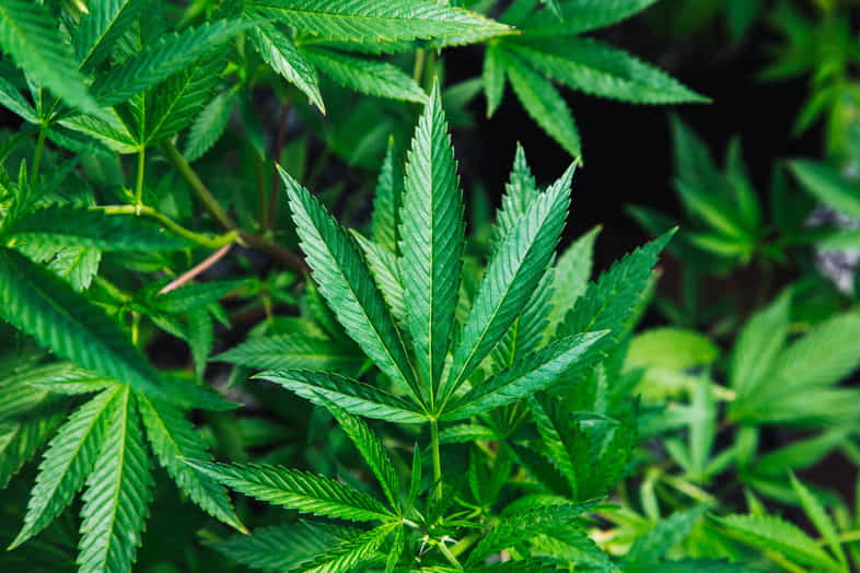 Tout ce que vous devez savoir sur la marijuana