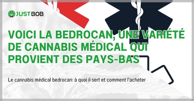 Voici la Bedrocan, une variété de cannabis médical