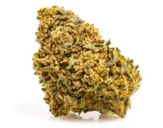 cannabis cbd de la variété amnesia cbd boost