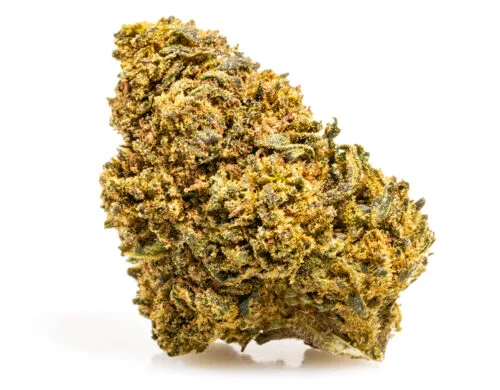 cannabis cbd de la variété amnesia cbd boost