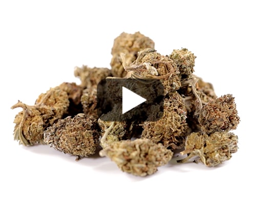 cbd-france-amnesia-cbd-boost