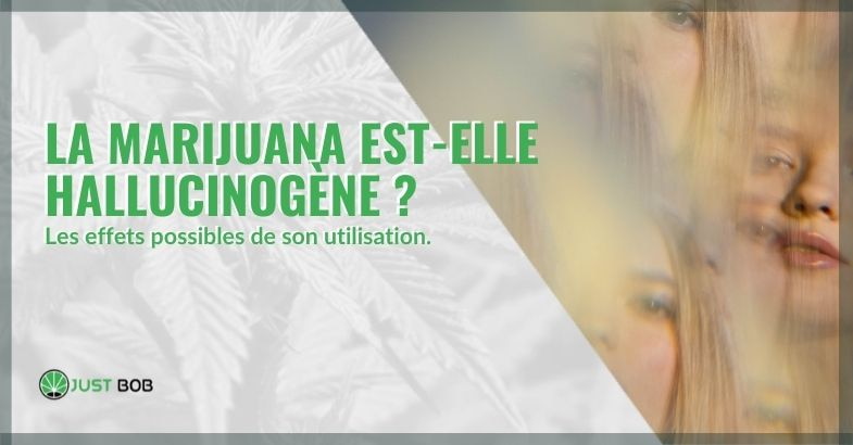 La marijuana peut donner des effets hallucinogènes