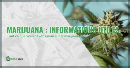 Toutes les informations utiles sur la marijuana