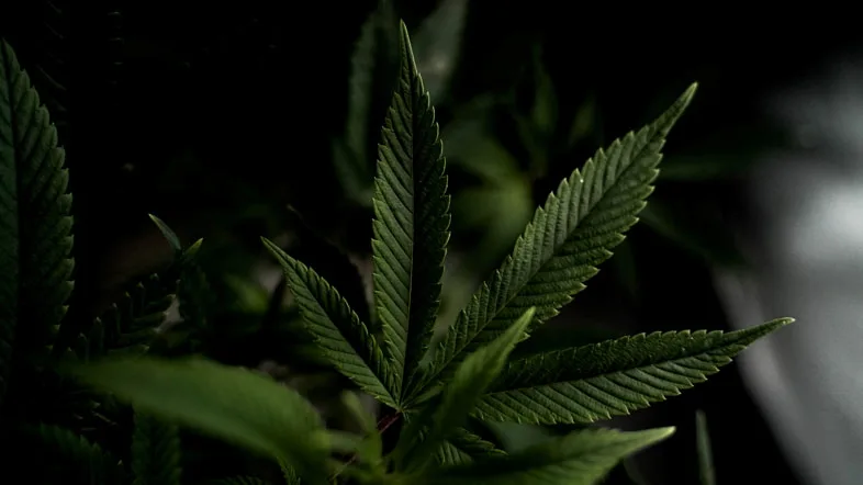 Cannabinoïdes-contenus-dans-le-cannabis Cannabinoïdes contenus dans le cannabis