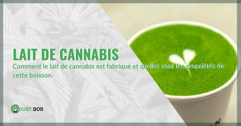 Comment il est fabriqué et les propriétés du lait de cannabis