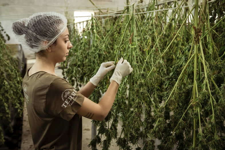 Femme travaillant avec du cannabis