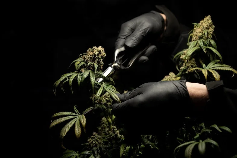 Mains gantées de noir taillant des inflorescences de cannabis avec des ciseaux sur fond noir studio