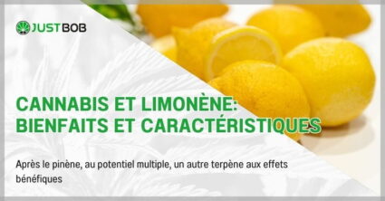 Cannabis et limonène: bienfaits et caractéristiques