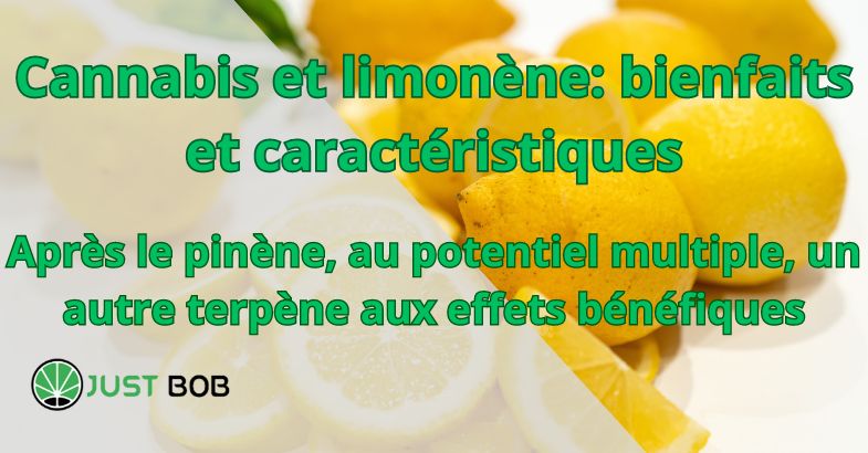 Cannabis et limonène: bienfaits et caractéristiques