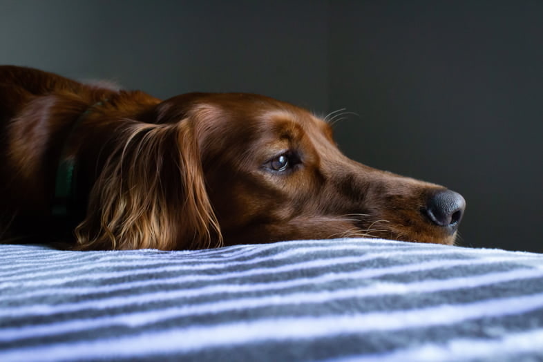 Un chien malade après avoir ingéré du haschisch