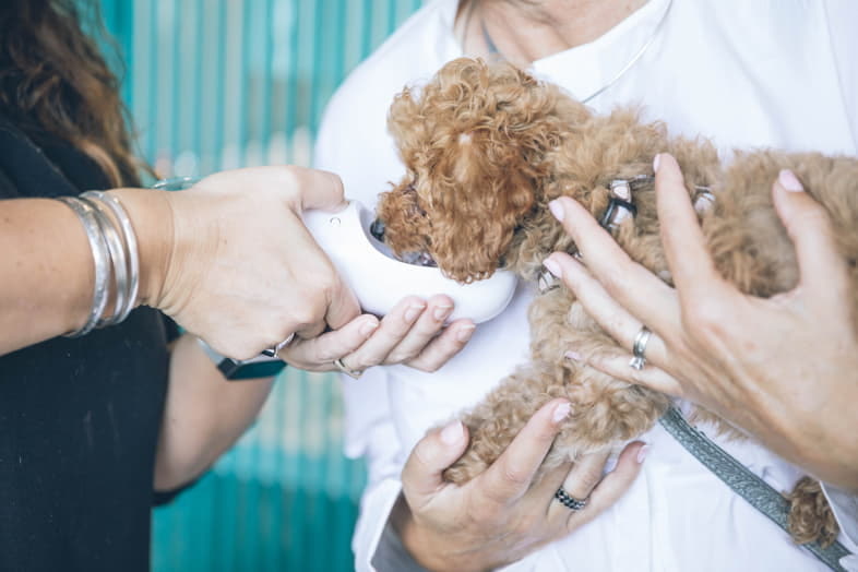 Chien mangeant un médicament à base de charbon actif