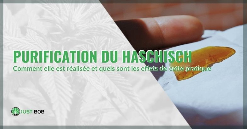 La purification du haschisch : comment elle s'effectue et ses effets