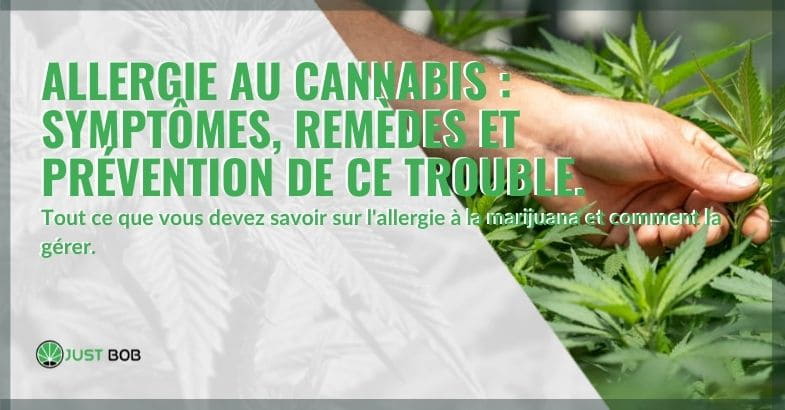 Symptômes, remèdes et prévention de l'allergie au cannabis