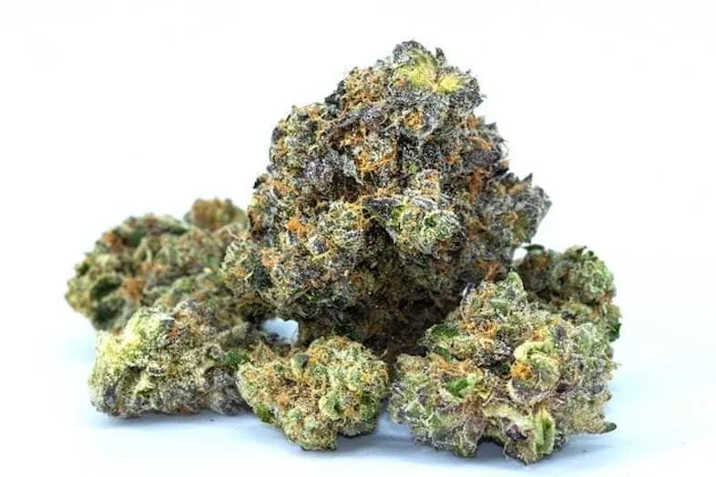 Plant de Super Skunk en floraison avec têtes compactes et pistils orangés : illustration de l'apparence végétale de la variété emblématique
