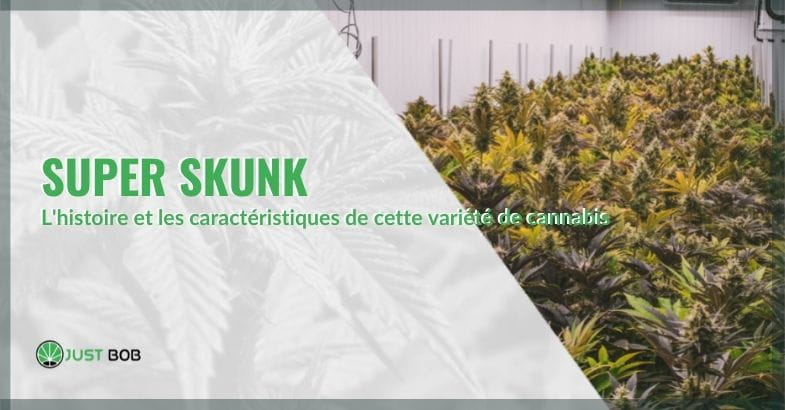 L'histoire et les caractéristiques du cannabis Super Skunk