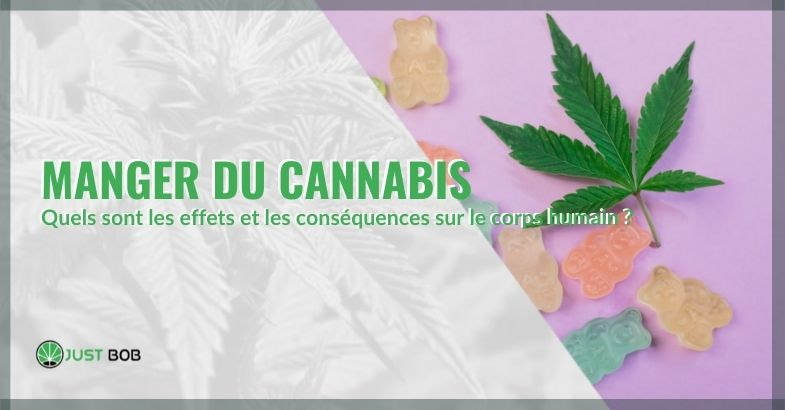 Les effets et les conséquences de la consommation de cannabis