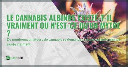 Le cannabis albinos existe-t-il ou est-ce une légende ?