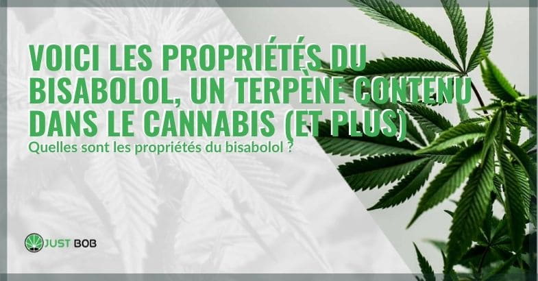 Les propriétés du bisabolol, un terpène du cannabis