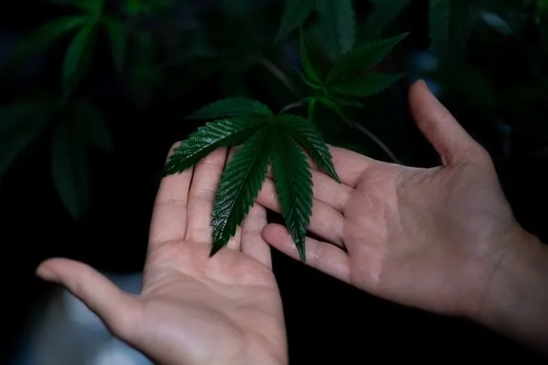 terpène-bisabolol Bisabolol terpène du cannabis