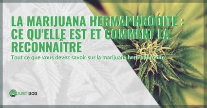 Qu'est-ce que la marijuana hermaphrodite et comment la reconnaît-on ?