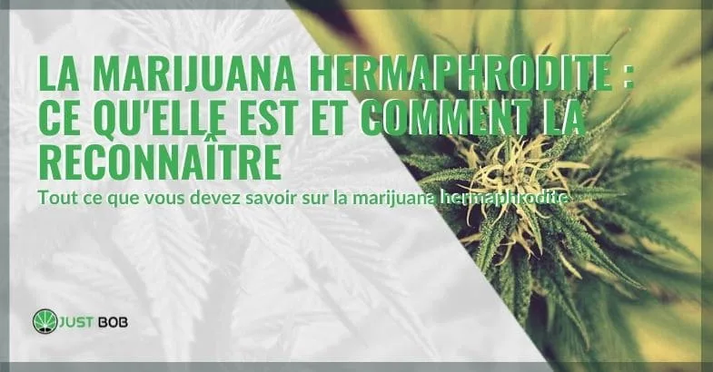 Quest-ce-que-la-marijuana-hermaphrodite Qu'est-ce que la marijuana hermaphrodite et comment la reconnaît-on ?