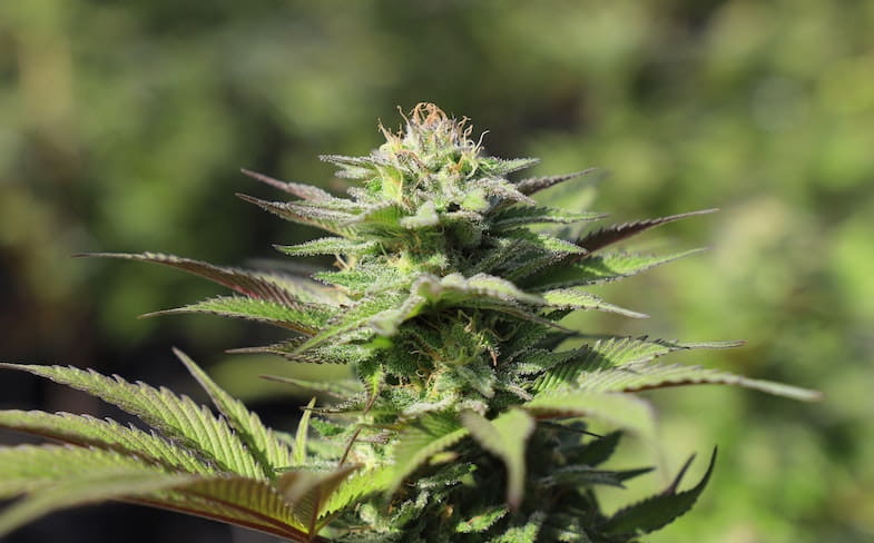 Risques et effets secondaires du "dabbing" de cannabis