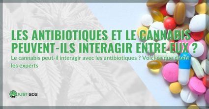 L'interaction entre les antibiotiques et le cannabis