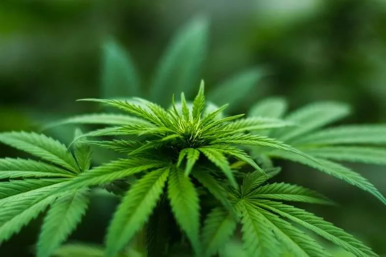 le-dabbing-et-la-marijuana Dabbing et marijuana : comment cela fonctionne-t-il ?