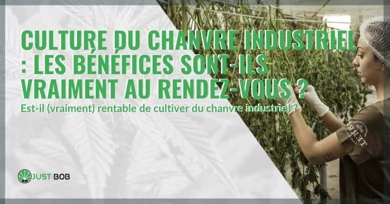 Bénéfices de la culture du chanvre industriel