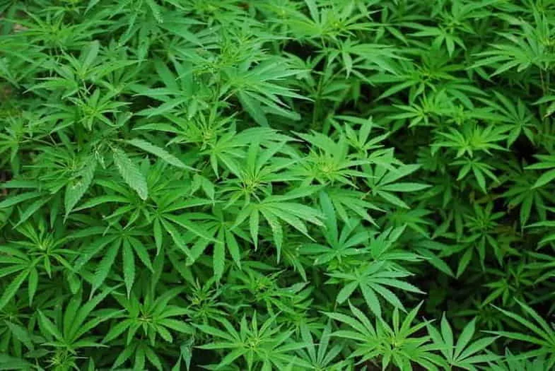 lhermaphrodisme-chez-le-cannabis Hermaphrodisme chez le cannabis
