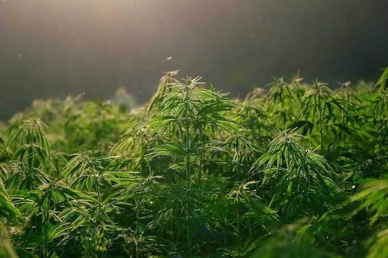 plante-hermaphrodite-ce-que-cest La plante hermaphrodite, qu'est-ce que c'est ?