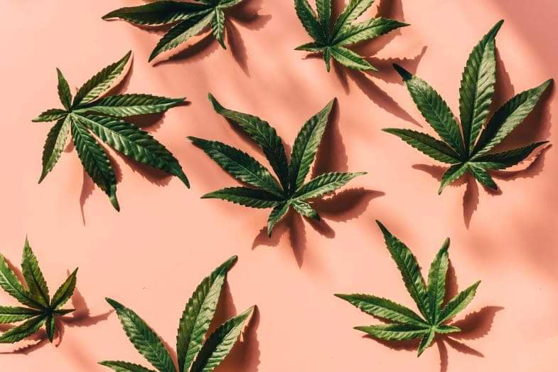 la légalisation du cannabis en Allemagne