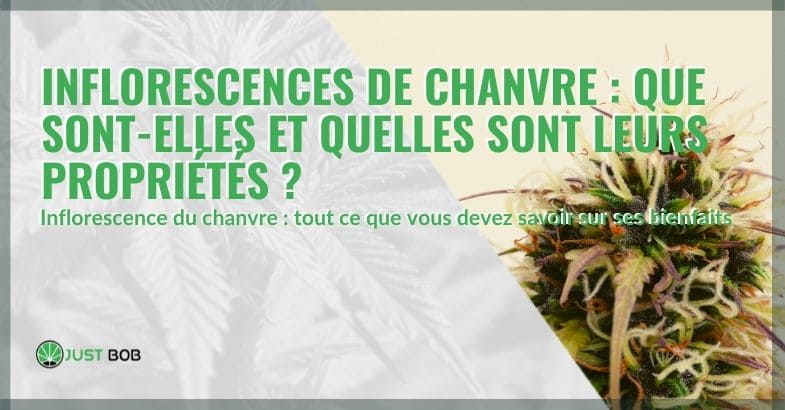 ce que sont les inflorescences du chanvre et leurs propriétés