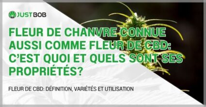 Fleur de chanvre connue aussi comme fleur de CBD