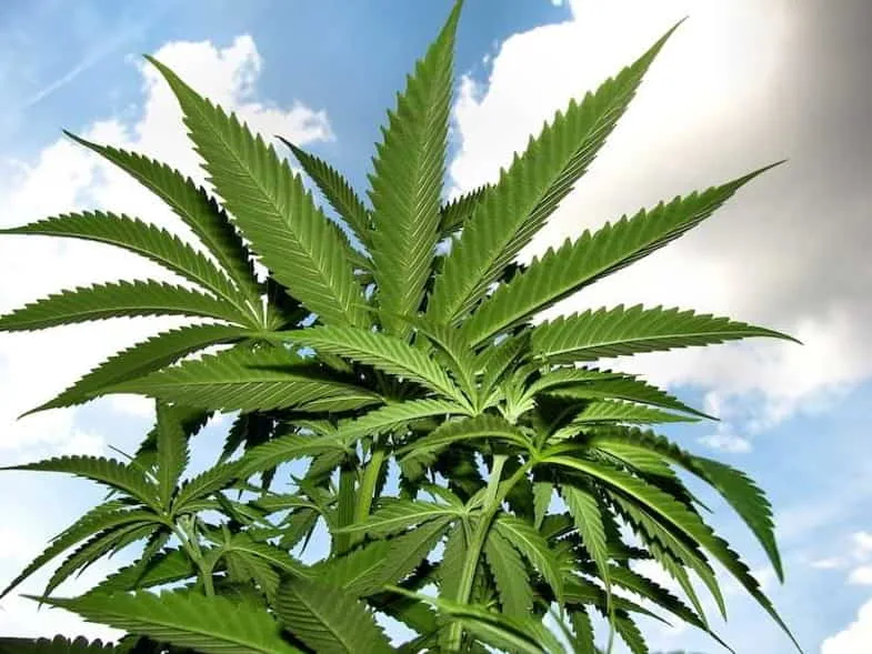 Plant de chanvre industriel photographié en contre-plongée avec feuilles palmées vert vif déployées sous un ciel bleu nuageux