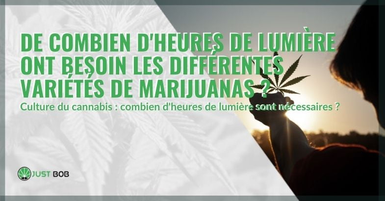 De quelle quantité de lumière la marijuana a-t-elle besoin ?