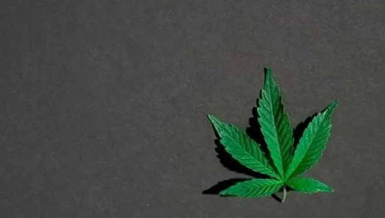Feuille palmee verte de Cannabis sativa L. posee sur fond gris sombre evocateur du contexte culturel rastafari et de la culture reggae jamaïcaine