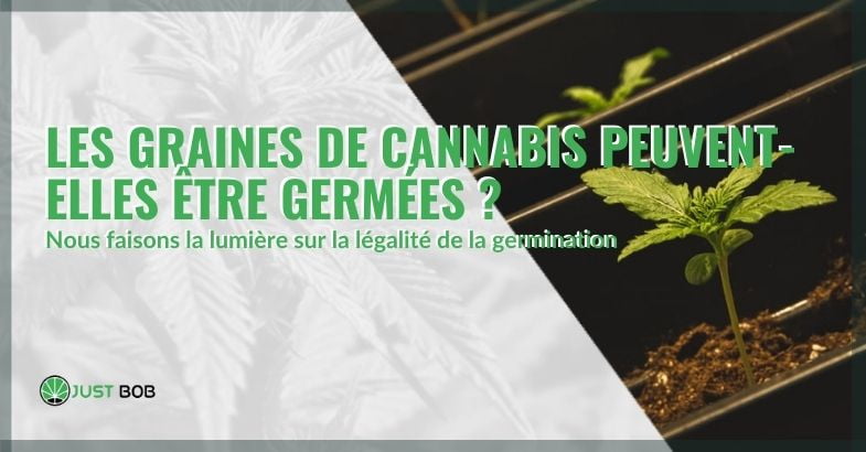Les graines de cannabis peuvent-elles être germées ?