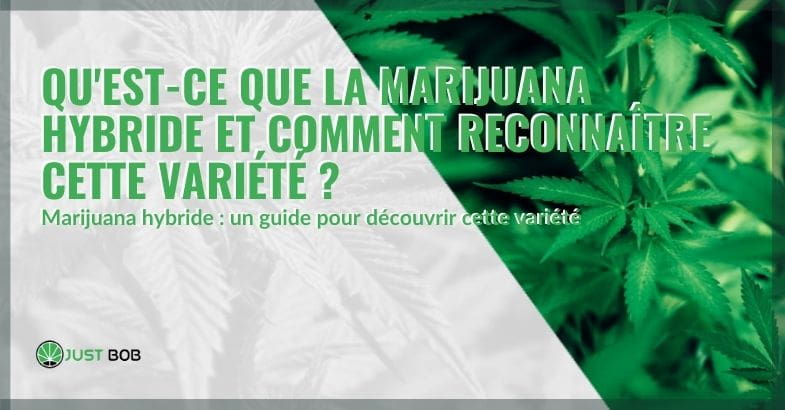 Le cannabis hybride, c'est quoi ?