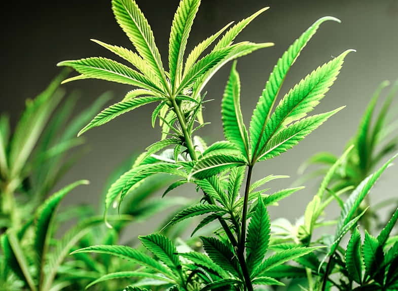 Caractéristiques de la plante mère du cannabis