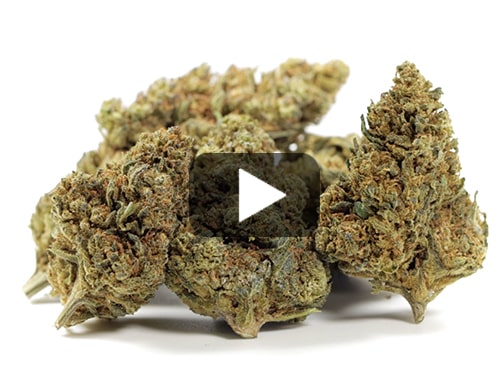 cbd-france-gelato-cbd-boost