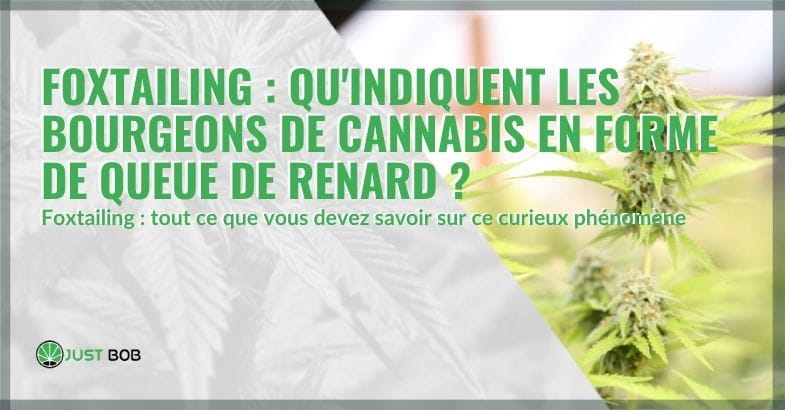 Qu'est-ce que le cannabis Foxtailing ?